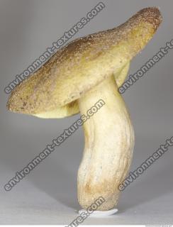 Photo Texture of Mushroom 0008